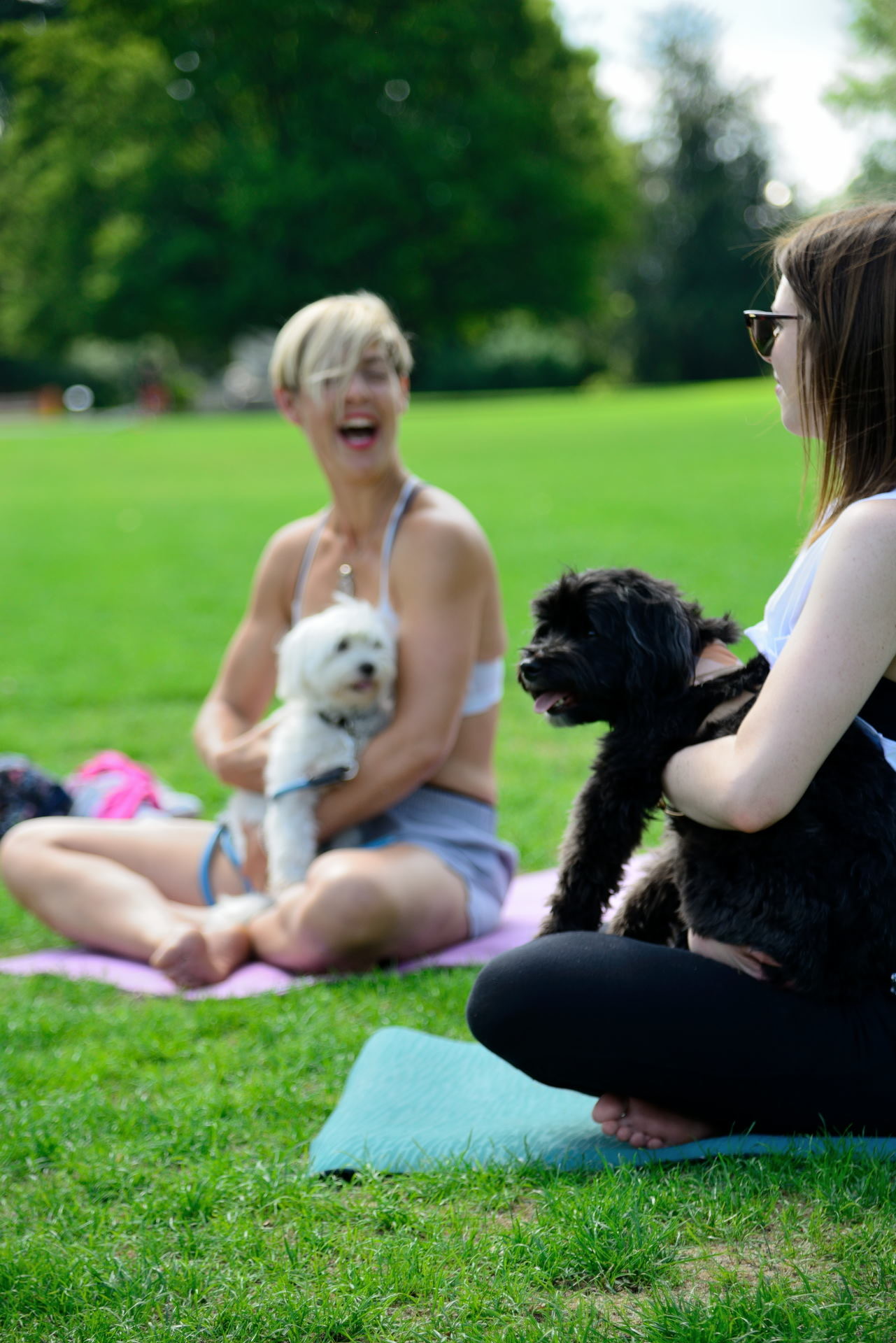 Yoga session with dogs in peaceful studio